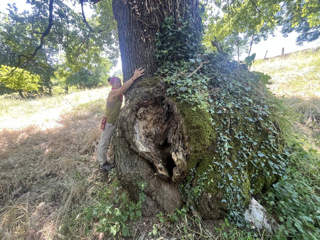 Quercus petraea (Rovere).....Sant''Anna di Alfaedo (VR)